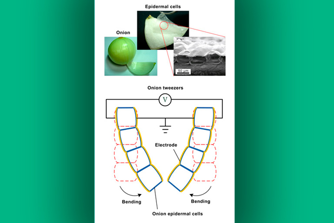 Concepto de músculo artificial desarrollado a partir de las células epidérmicas de cebolla. Fuente: Shih Lab, Universidad Nacional de Taiwán