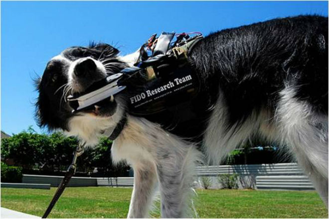 Wearable canino: Chaleco tecnológico que permite hablar a los perros