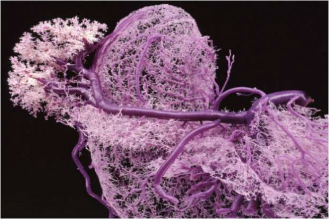 Es posible producir vasos sanguíneos con bioimpresión 3D