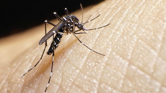 El mosquito que contagia el Zika podría ser combatido con tecnología biológica y hasta nuclear