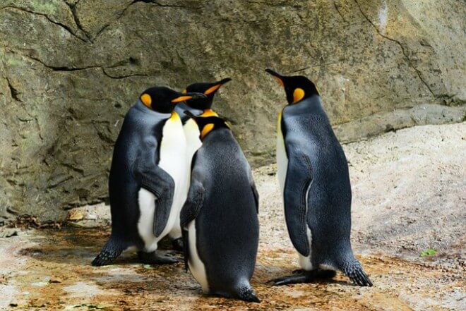 La realidad virtual quiere salvar a los pingüinos