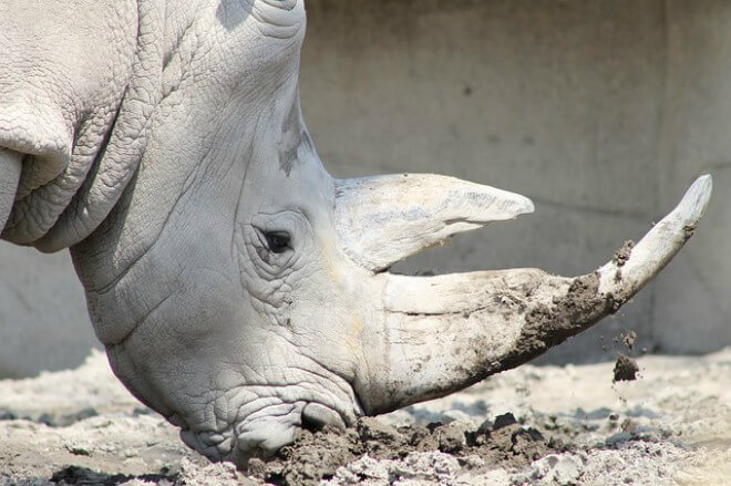 Último rinoceronte blanco quiere reproducirse y lo anuncia en Tinder