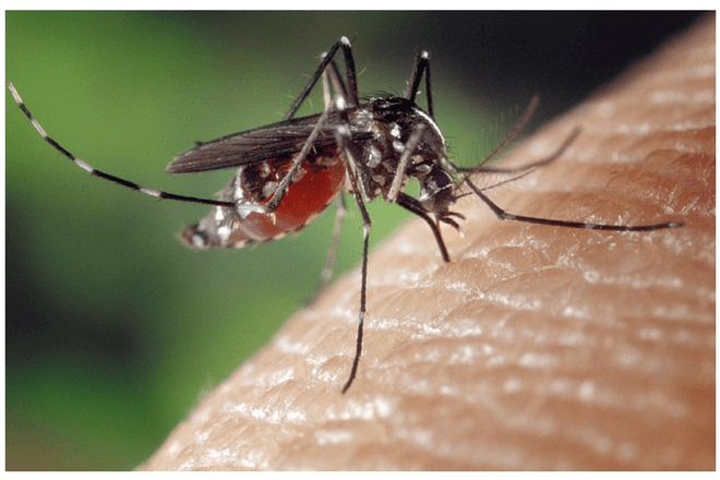 Esta app te dice si un mosquito tiene malaria