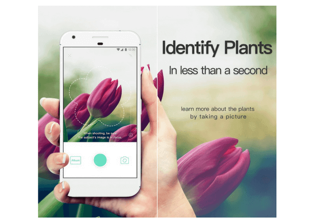 Conoce Picture This, la app para reconocer plantas