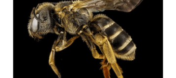 Walmart patenta robots abejas para salvar la agricultura