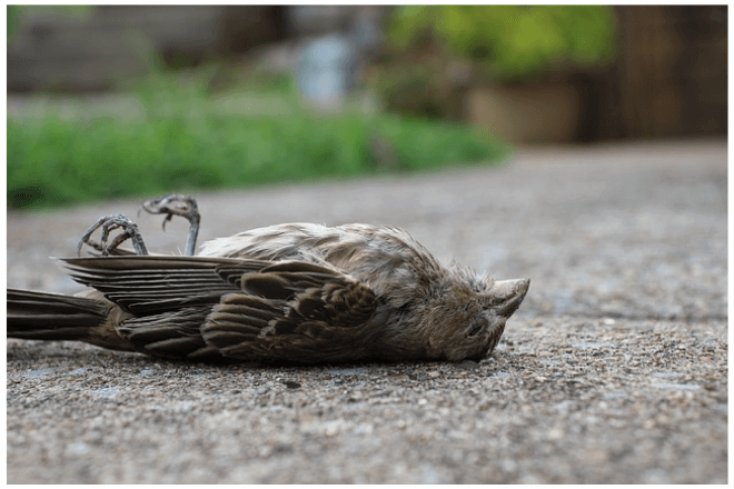 foto de un ave muerta en el piso