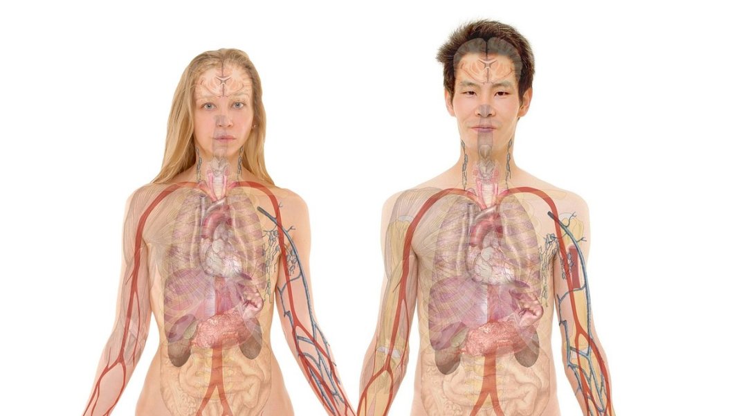 órganos impresos en 3D